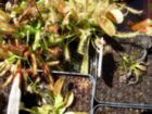 Utricularia Sandersonii