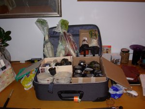 Italia - La valigia stracolma di piante