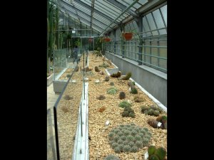 Gand - Orto botanico - La serra delle succulente