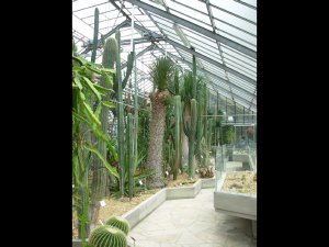 Gand - Orto botanico - La serra delle succulente