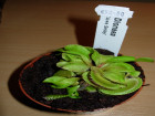 EEE 2010 - Dionaea muscipula ''Jaws Smiley''
