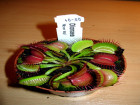 EEE 2010 - Dionaea muscipula ''Moon Trap''