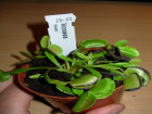 EEE 2010 - Dionaea muscipula ''Whale''