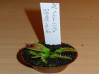 EEE 2010 - Dionaea muscipula ''Yellow Orange Fused Teeth''