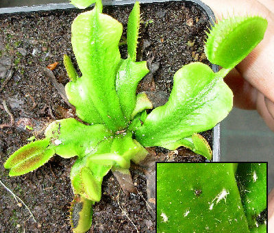 Dionaea Muscipula con afidi