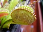 Ragnetto rosso su Dionaea