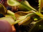 Ragnetto rosso su Dionaea
