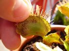 Ragnetto rosso su Dionaea