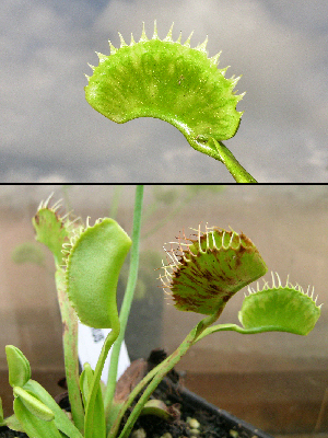 Dionaea Muscipula con virus