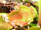 Dionaea 'Cross Teeth'