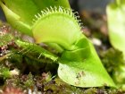 Dionaea Typical