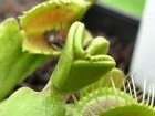 Dionaea Typical