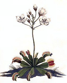Dionaea Muscipula - Tavola a colori di John Ellis