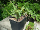 Aloe, Cocomero asinino e Sedum