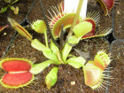 Dionaea muscipula ''Funnel Traps''